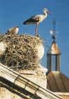 The Storks of Alcala